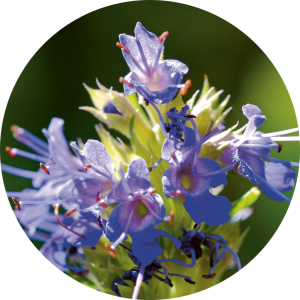 Hyssopus officinalis (Hysope officinale)