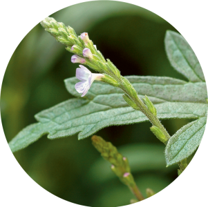 Verbena (Verbeine)