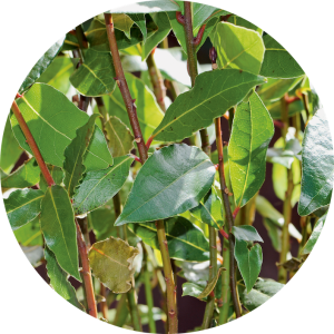 Laurus nobilis (Laurier sauce)