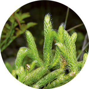 Lycopodium (Lycopode)