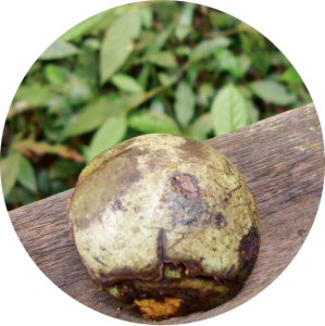 Ignatia (Saint-ignace)