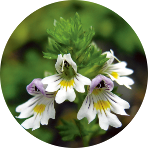 Euphrasia (Euphraise)