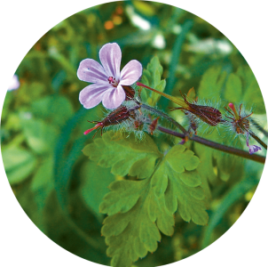 Geranium robertianum (GÃ©ranium herbe Ã  robert)