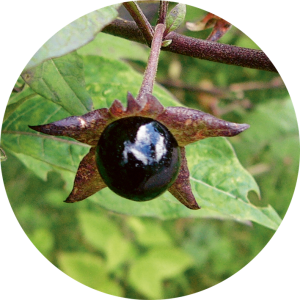 Belladonna (Belladone)