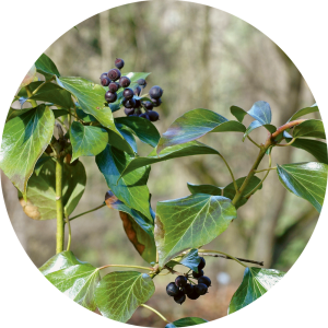 Hedera helix (Lierre)