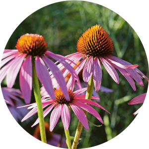 Echinacea (EchinacÃ©e)