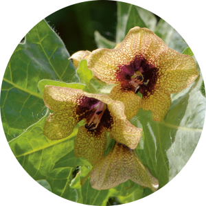 Hyoscyamus (Jusquiame noir)