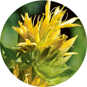 Gentiana lutea (Gentiane jaune)