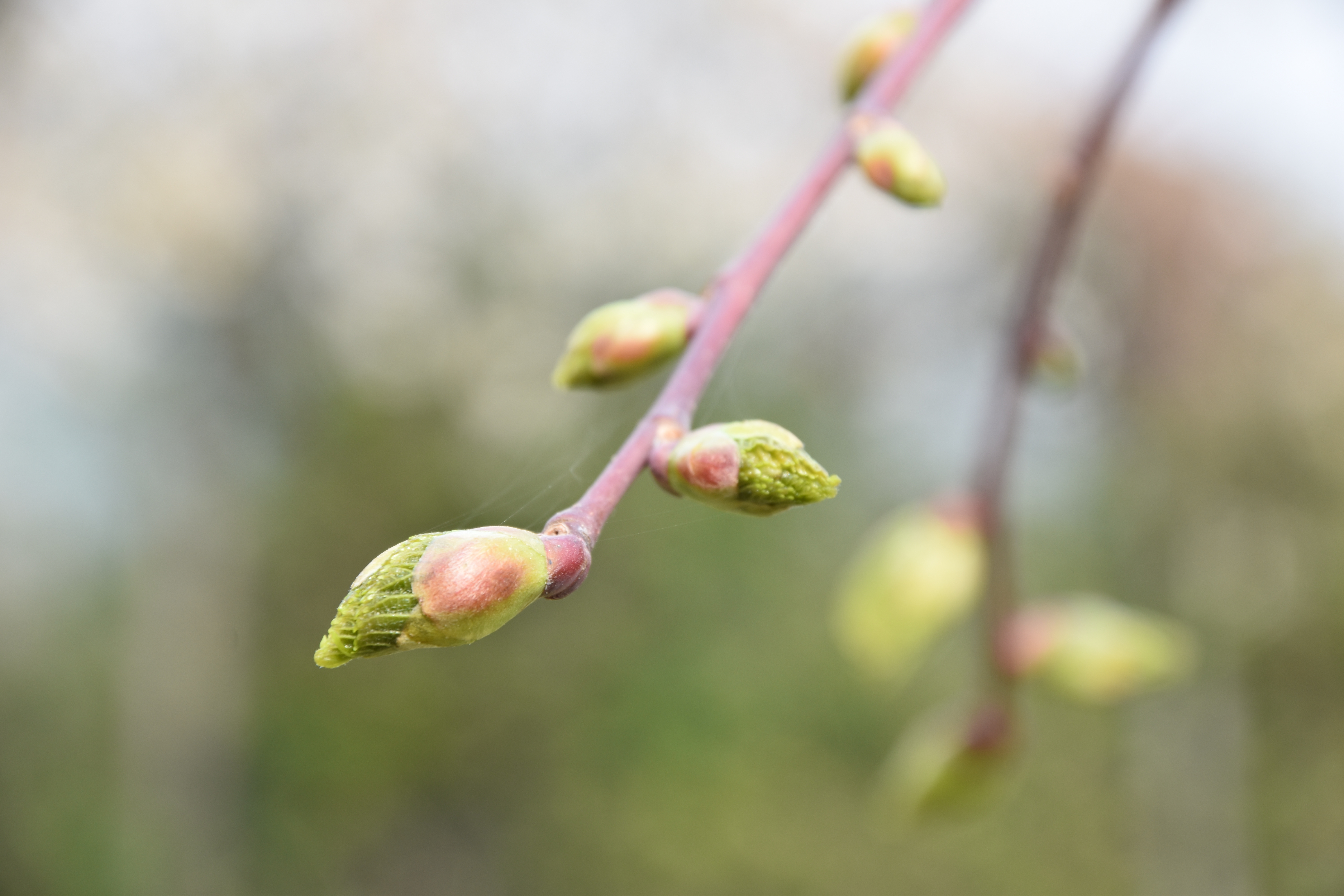 Extraits de bourgeons â toute la force de la nature concentrÃ©e