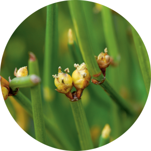 Ephedra (EphÃ©dra)