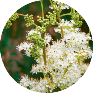 Filipendula ulmaria (Reine-des-prÃ©s)