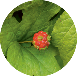 Hydrastis (Hydraste du canada)