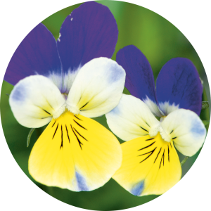 Viola tricolor (PensÃ©e sauvage)
