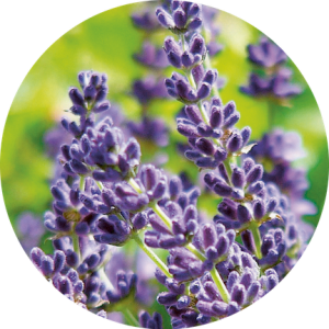 Lavandula (Lavande)
