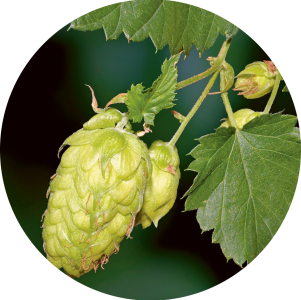 Humulus lupulus (Houblon)