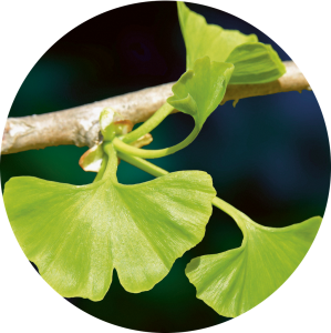 Ginkgo biloba (Ginkgo)