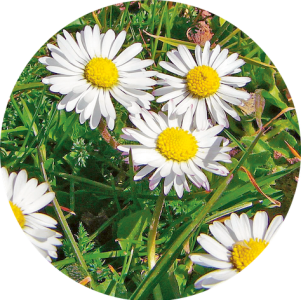 Bellis perennis (PÃ¢querette)