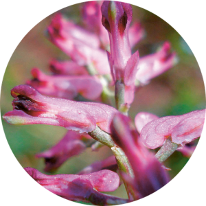 Fumaria officinalis (Fumeterre)