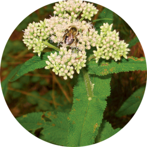 Eupatorium perfoliatum (Chanvre d'eau)