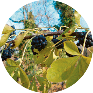 Eleutherococcus (EleuthÃ©rocoque)