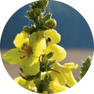 Verbascum (MolÃ¨ne)