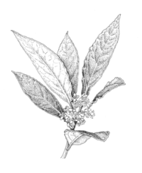 Lorbeer