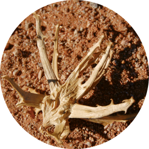 Harpagophytum (Griffe du diable)
