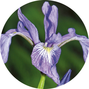 Iris versicolor (Iris variÃ©e)