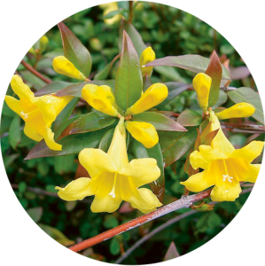 Gelsemium (Jasmin sauvage)