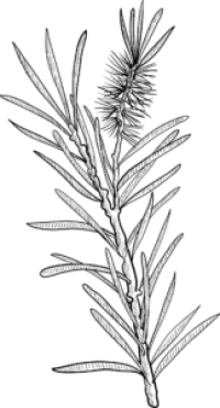 Niaouli