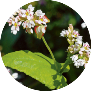 Fagopyrum (Sarrasin)